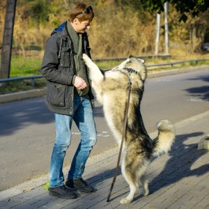 Коричневый поводок для маламута «Amazing stroll» прищепка HS